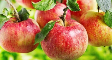 Popis odrůd jablek pervouralskoe, vlastnosti ovoce a oblasti pěstování